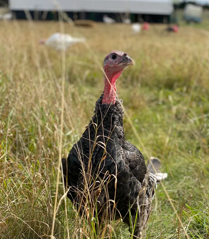 Turkey in long grass