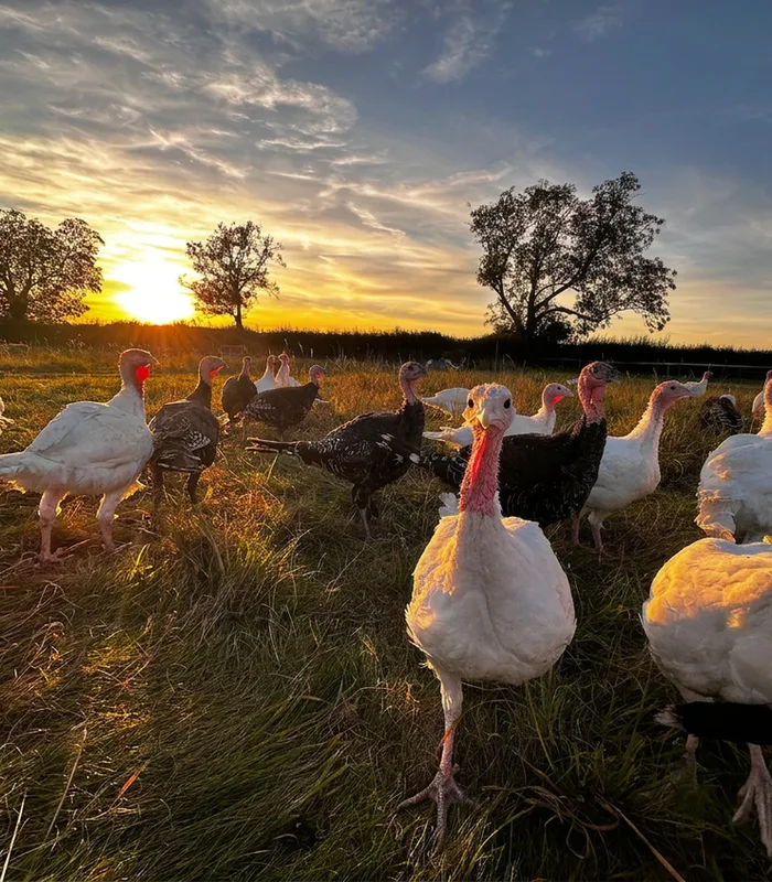 Turkeys at sunset