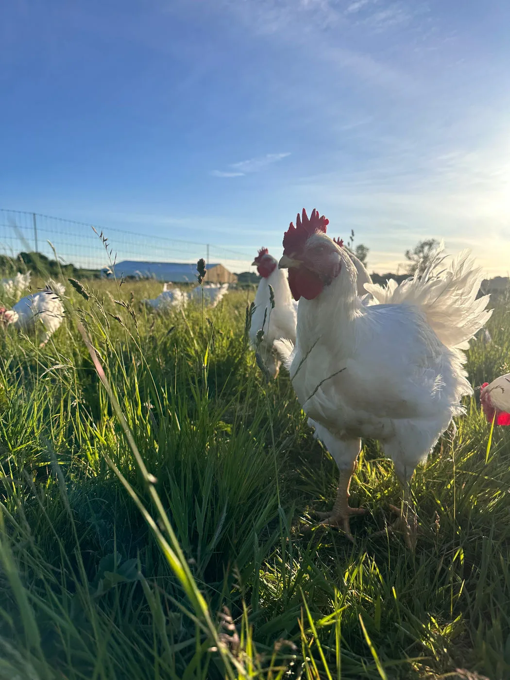 A chicken in the long grass